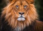 Prophetic dreams about lions