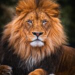 What Do Lions in Prophetic Dreams Really Mean? Good or Bad?