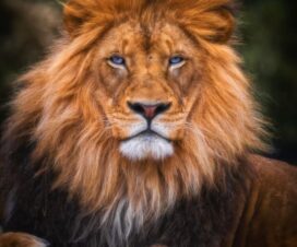 Prophetic dreams about lions